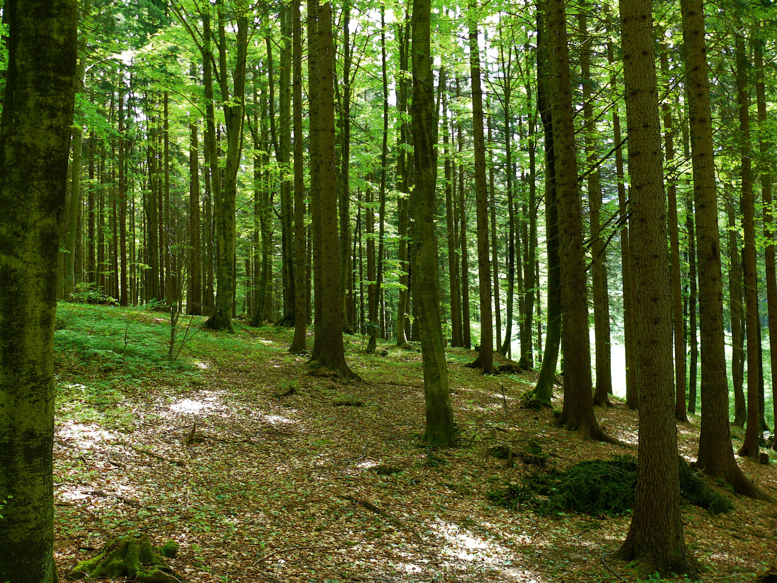 Incontro “Bandi filiera Bosco-Legno” a Tolmezzo: opportunità per le micro e piccole Imprese