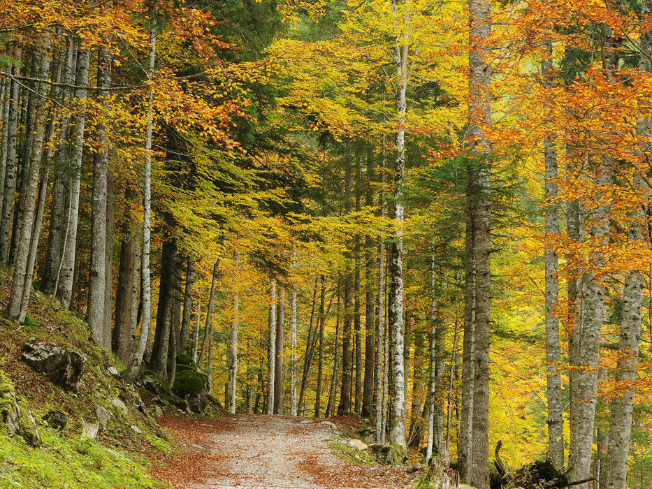 Premio “Comunità Forestali Sostenibili 2024”: Il Consorzio dei Boschi Carnici vince il riconoscimento per il Servizio Ecosistemico