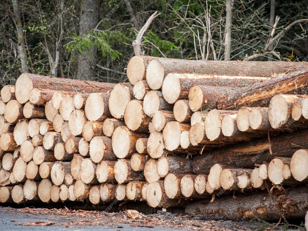 Attività produttive: 6,5 milioni per il sostegno alla filiera bosco-legno